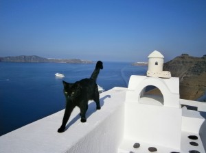 This handsome black tom assured us that he was the real host at Maria's Rooms in Santorini