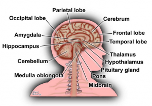 Brain