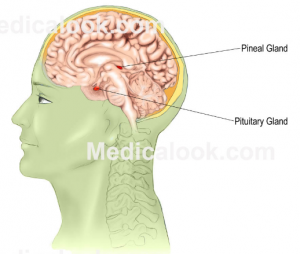 Pineal_Gland