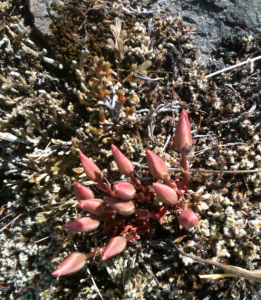 Lewisia buds, Catherine Creek