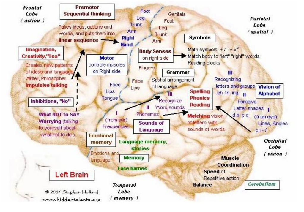 Brain,_left_hemisphere