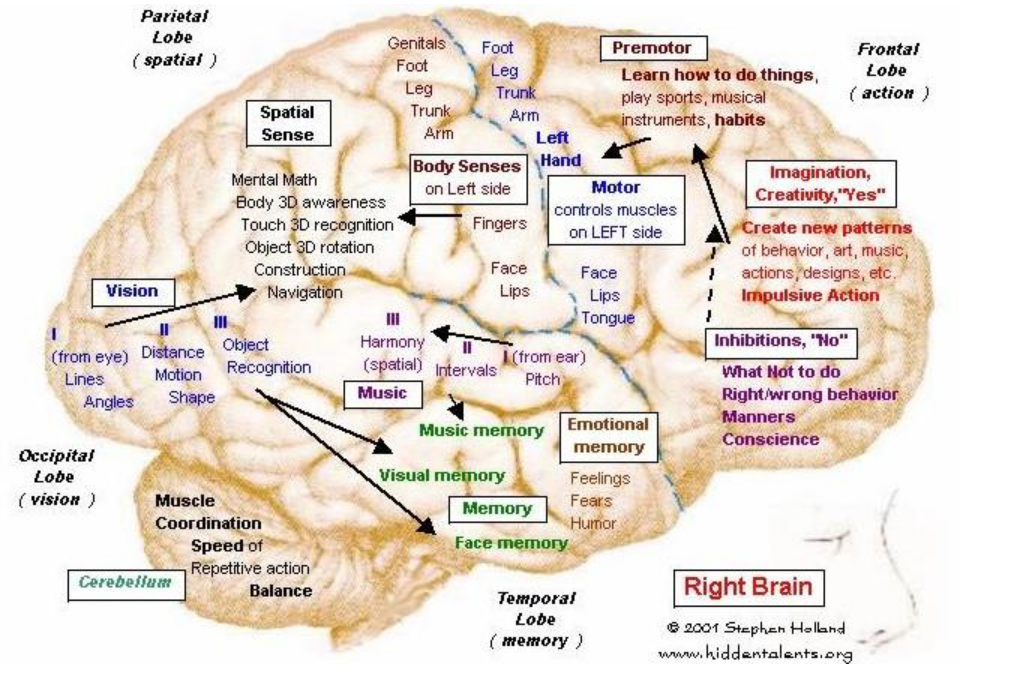 Brain,_right_hemisphere
