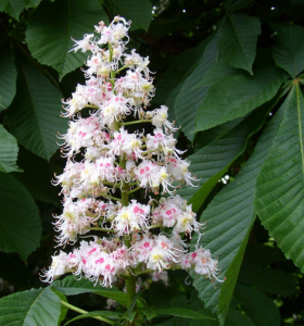 Horse_Chestnut