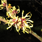 Witch Hazel at Bishop's Close, Portland, OR. Photo by Alex LaVielle