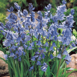 Wood Hyacinth