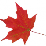 maple_leaf